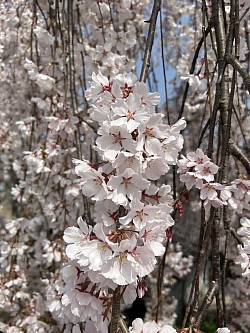 淡河八幡神社